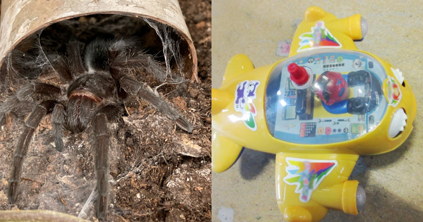 Exotic Animals Found Hidden in “Toy” Package at Border